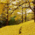 小綠蘿兒